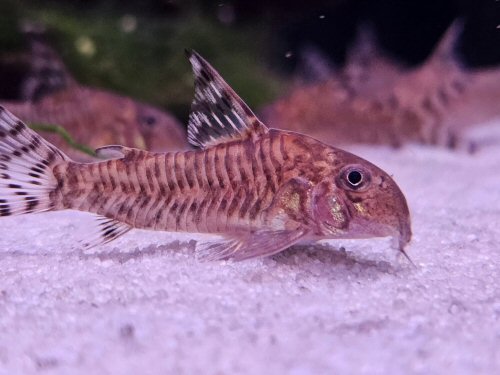 Corydoras hypnos