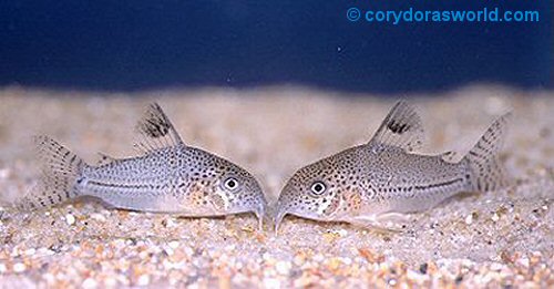 Hoplisoma julii = Pair - female on right