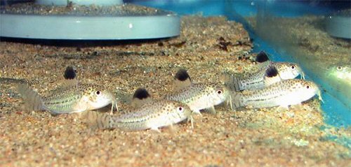 Hoplisoma julii = juvenile group