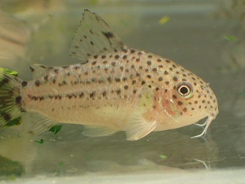 Hoplisoma knaacki = juvenile