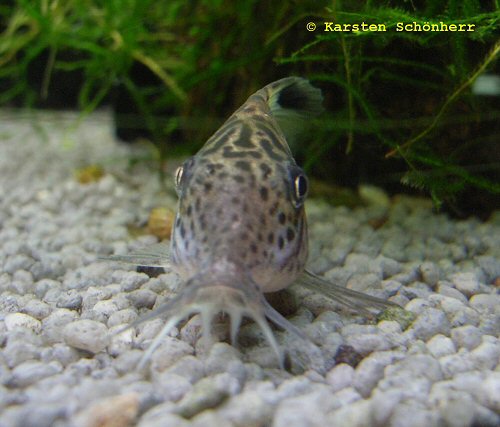 Brochis leopardus = Showing head in profile