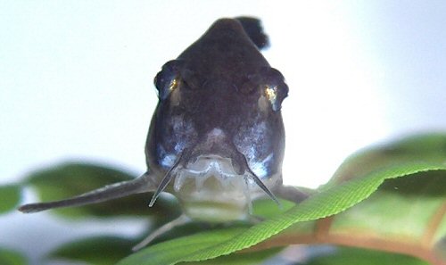 Hoplisoma leucomelas = head view