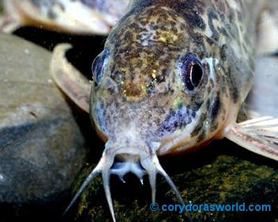 Hoplisoma longipinne = head view