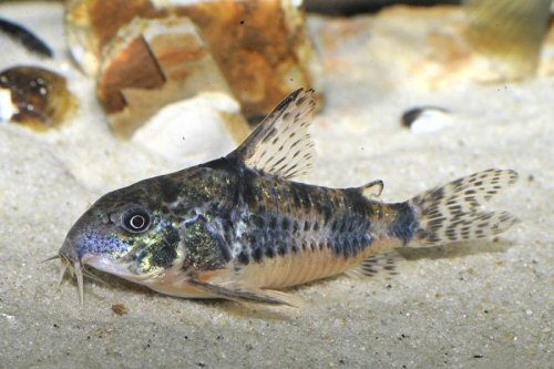 Hoplisoma longipinne = female