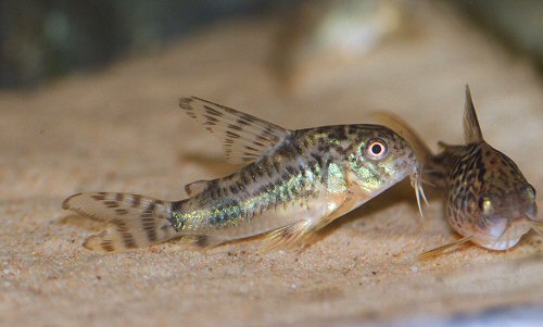 Hoplisoma longipinne = young male