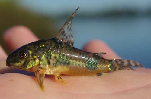 Hoplisoma longipinne = Uruguay-Rio Olimar Grande, Region: Treinta y Tres