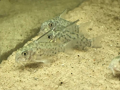 Hoplisoma loretoense