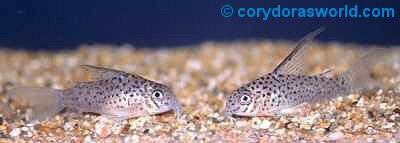 Hoplisoma loretoense = Pair - male to right