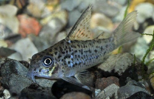 Hoplisoma loretoense