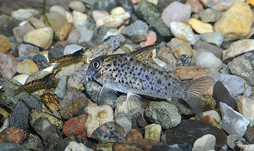 Hoplisoma loretoense