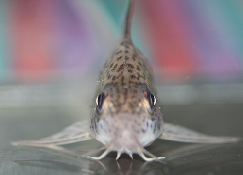 Hoplisoma loretoense - head view