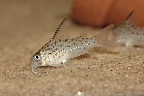 Hoplisoma loretoense