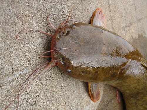 Clarias macrocephalus x Clarias gariepinus