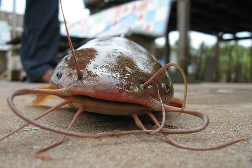 Clarias macrocephalus x Clarias gariepinus