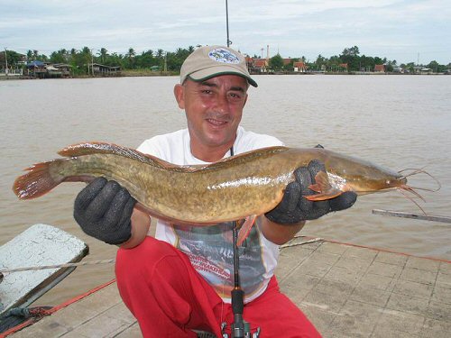 Clarias macrocephalus x Clarias gariepinus  = Caught by Jean-Francois Helias