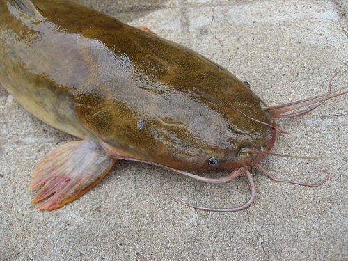 Clarias macrocephalus x Clarias gariepinus  =  Showing the occipital process on head 