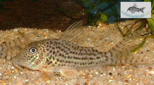 Corydoras maculifer