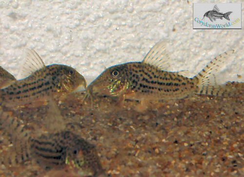 Corydoras maculifer