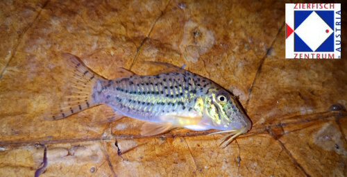 Corydoras maculifer