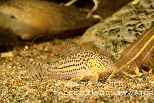 Corydoras maculifer