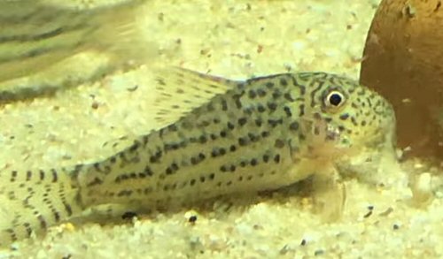 Corydoras maculifer