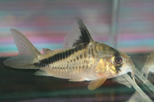 Corydoras melini