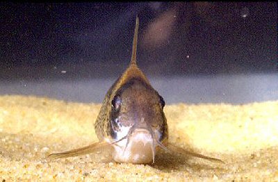 Hoplisoma melanistium = head view