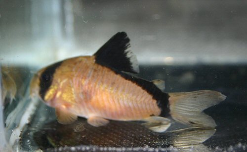 Corydoras metae