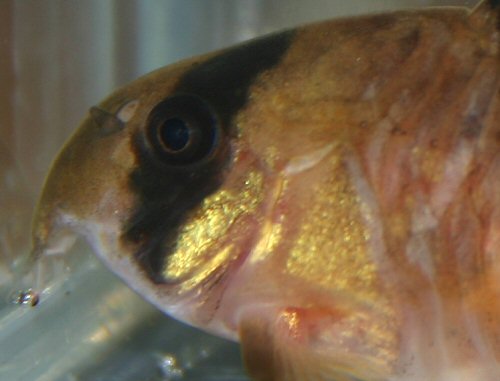 Hoplisoma metae = head view