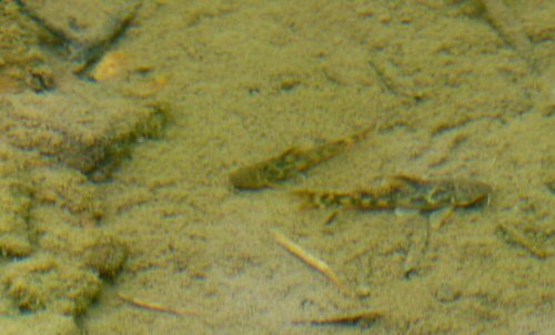 Hoplisoma micracanthum - underwater shot