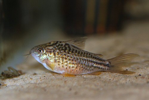 Gastrodermus napoensis = female