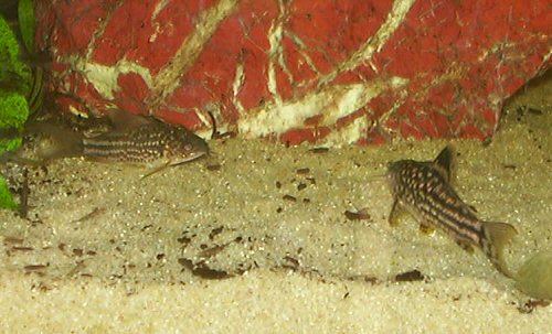 Gastrodermus napoensis = Pair - male on right