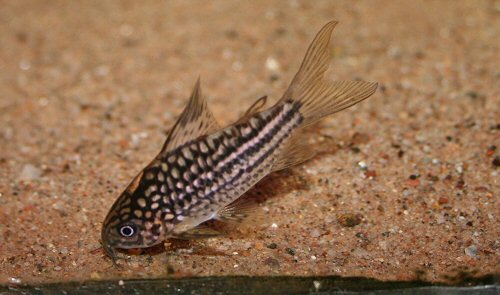 Gastrodermus napoensis = male