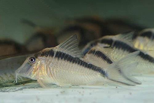 Corydoras narcissus 