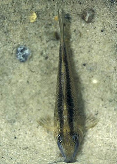 Corydoras narcissus = Dorsal view