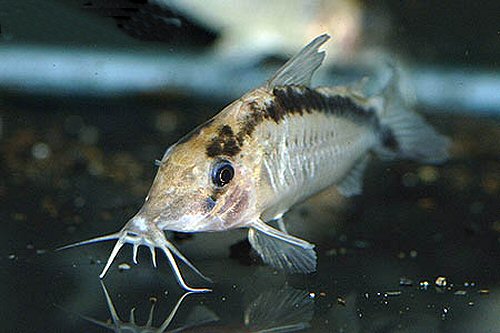 Corydoras narcissus 