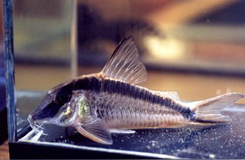 Corydoras narcissus