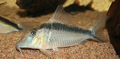 Corydoras narcissus 