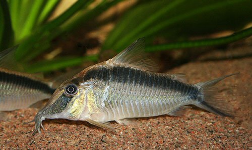 Corydoras narcissus