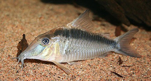 Corydoras narcissus