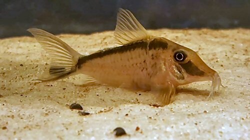 Corydoras narcissus