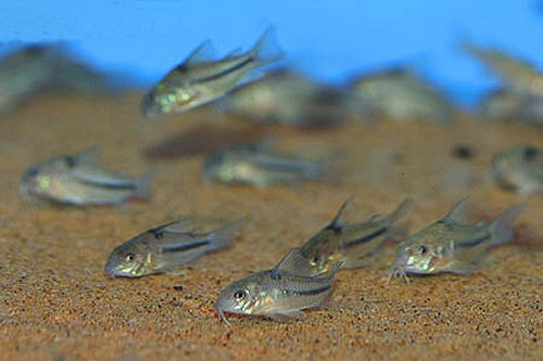 Hoplisoma nattereri = group