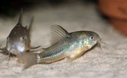 Hoplisoma nattereri = pair- male to front