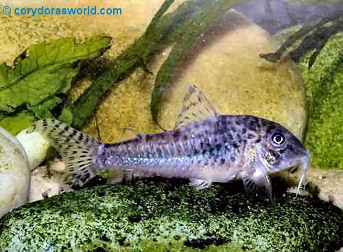 Corydoras negro = female