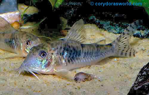 Corydoras negro = female