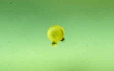 Hoplisoma oiapoquense = egg 2mm