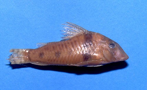 Corydoras orcesi = Paratype