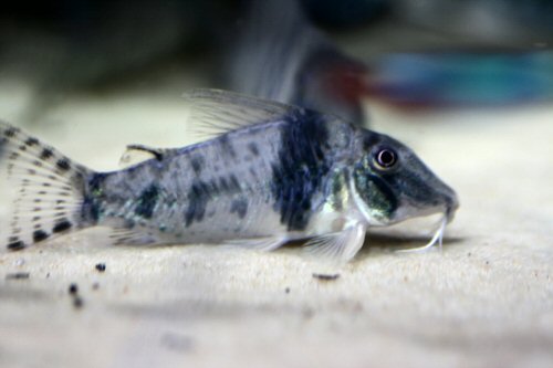 Corydoras orcesi 