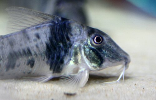 Corydoras orcesi  = head view