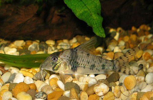 Corydoras orcesi 